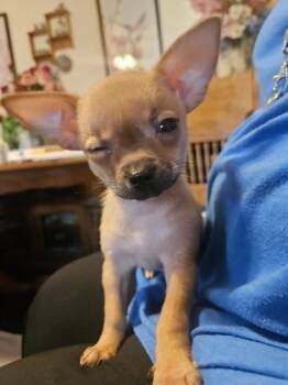 Petunia -  Chihuahua and Mixed Breed Dog for Adoption in Hillsboro, Oregon - Petunia | PetCurious