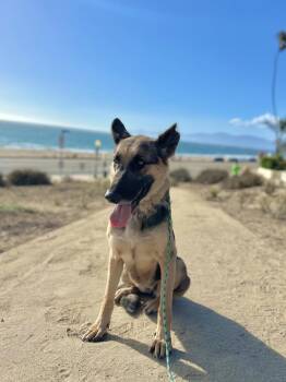 Rescue German Shepherd Dog Dogs for Adoption in West Hollywood, California - Daisy | PetCurious