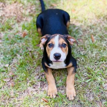Rivet -  American Foxhound and Mixed Breed Dog for Adoption in Lucedale, Mississippi - Rivet | PetCurious