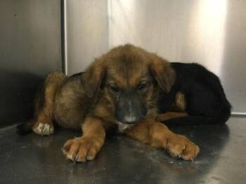 German Shepherd Dog and Mixed Breed Dogs Available for Adoption - A1900998 | PetCurious