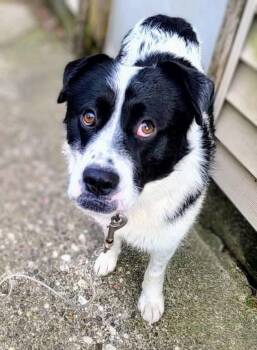 Border Collie Dogs Available for Adoption in Grand Rapids, Michigan - Panda | PetCurious