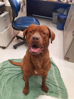 Rescue Dogue De Bordeaux and Chesapeake Bay Retriever Dogs for Adoption in Mount Gilead, Ohio - Chewy | PetCurious