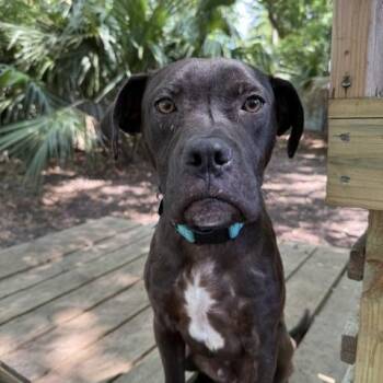 Dusty -  American Staffordshire Terrier Dog Available for Adoption in Charleston, South Carolina - Dusty | PetCurious