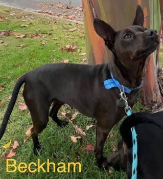 Rescue Miniature Pinscher Dogs for Adoption in West Hollywood, California - Beckham And Cooper | PetCurious