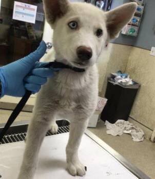 Siberian Husky Dogs Available for Adoption - EVEREST | PetCurious