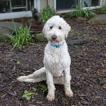 Poodle Dogs Available for Adoption in Mckean, Pennsylvania - Ralphie | PetCurious