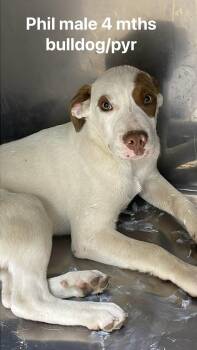 Great Pyrenees and Bulldog Dogs Available for Adoption in Fort Payne, Alabama - Phil | PetCurious