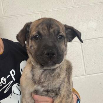 Turner -  Mixed Breed Dog for Adoption in Dekalb, Illinois - Turner | PetCurious