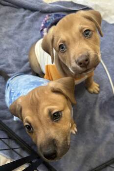 Labrador Retriever Dogs Available for Adoption - Bobsled | PetCurious