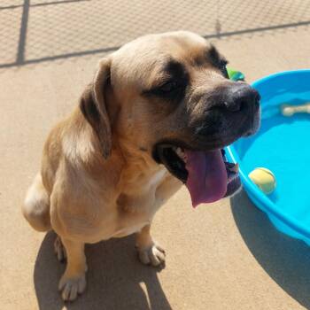 Hank -  Mastiff Dog for Adoption in Corydon, Indiana - Hank | PetCurious