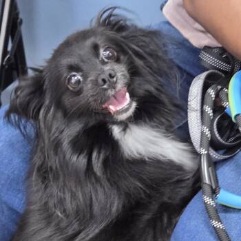 Luna -  Pomeranian Dog for Adoption in Newark, New Jersey - Luna | PetCurious
