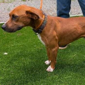 Brinker -  Boxer and Mixed Breed Dog for Adoption in Fairfax, Virginia - Brinker | PetCurious