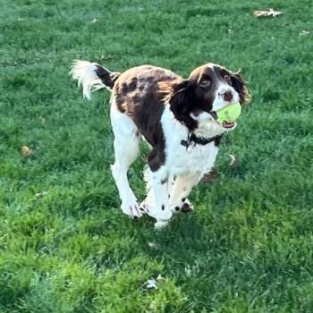 Brittany Spaniel and English Springer Spaniel Dogs Available for Adoption in Marion, Massachusetts - Cross | PetCurious