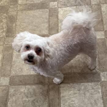 Bichon Frise and Maltese Dogs Available for Adoption - Sofie | PetCurious