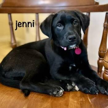 Jenni -  Labrador Retriever and Mixed Breed Dog for Adoption in Elk Grove Village, Illinois - Jenni | PetCurious