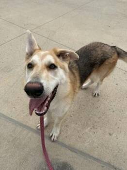 Shaggy Rogers -  German Shepherd Dog and Mixed Breed Dog for Adoption in Kansas City, Missouri - Shaggy Rogers | PetCurious