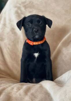 Labrador Retriever Dogs Available for Adoption - Robin | PetCurious