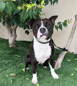 PETUNIA -  Staffordshire Bull Terrier Dog for Adoption in Rowland Heights, California - PETUNIA | PetCurious