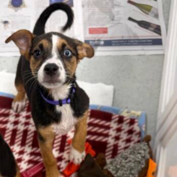 Mera -  Hound and Mixed Breed Dog for Adoption in Greensboro, Georgia - Mera | PetCurious
