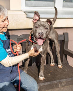 Rescue Mixed Breed Dogs for Adoption in Chamblee, Georgia - Bluey | PetCurious