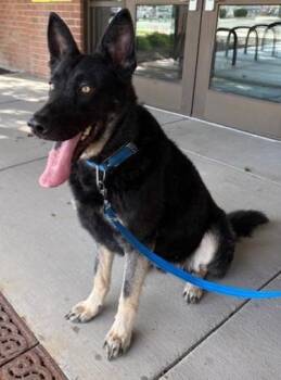 Rescue German Shepherd Dog Dogs for Adoption in Pasco, Washington - Shadow | PetCurious