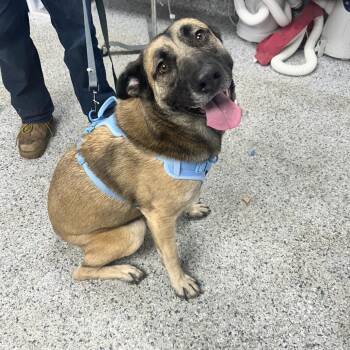 German Shepherd Dog Dogs Available for Adoption in Decatur, Georgia - Eevee | PetCurious