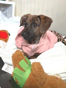 Dachshund and Chihuahua Dogs Available for Adoption - Puppy Ruby  -  So Ca | PetCurious