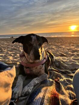 Catahoula Leopard Dog and Pit Bull Terrier Dogs Available for Adoption in Burlingame, California - Remi The Senior! | PetCurious