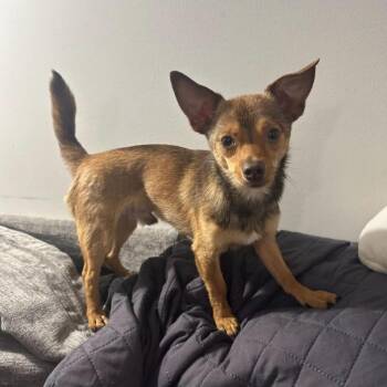 Paco -  Chihuahua Dog for Adoption in Philadelphia, Pennsylvania - Paco | PetCurious