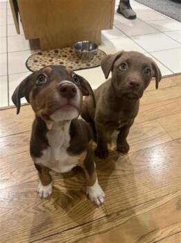 Mixed Breed Dogs Available for Adoption - Vicente | PetCurious