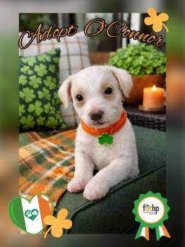 Poodle Dogs Available for Adoption - O