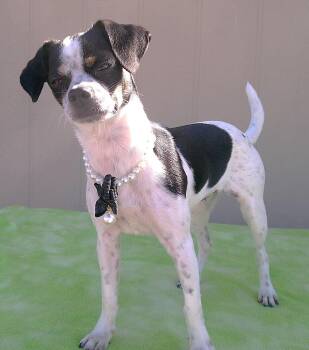 Rescue Rat Terrier and Boston Terrier Dogs for Adoption in Olympia, Washington - Lola | PetCurious