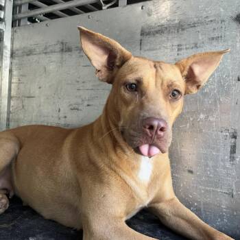 Laika -  Pit Bull Terrier and Mixed Breed Dog for Adoption in Edinburg, Texas - Laika | PetCurious