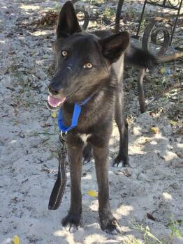 Rescue Siberian Husky and Alaskan Malamute Dogs for Adoption in Seffner, Florida - Luca | PetCurious