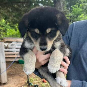 Anatolian Shepherd and Shepherd Dogs Available for Adoption in Pittsburg, Kansas - Inka | PetCurious