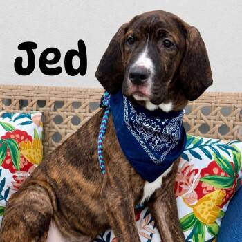 Jed -  Hound Dog for Adoption in Effingham, Illinois - Jed | PetCurious