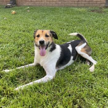 Bailey -  Terrier Dog for Adoption in Birmingham, Alabama - Bailey | PetCurious