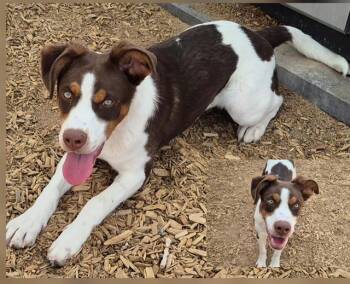 Pointer and Mixed Breed Dogs Available for Adoption in Albuquerque, New Mexico - PIPER | PetCurious