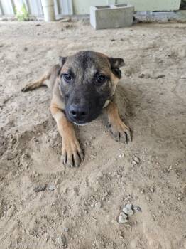 Mixed Breed Dogs Available for Adoption in Mccrory, Arkansas - Amber | PetCurious