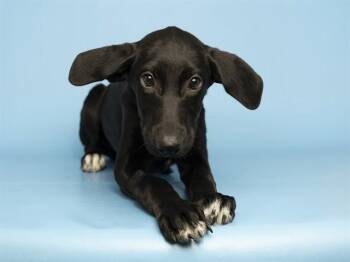 CUCUMBER -  Labrador Retriever Dog for Adoption in Phoenix, Arizona - CUCUMBER | PetCurious