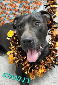 Stanley Tucci -  Labrador Retriever and Boxer Dog for Adoption in Andover, Massachusetts - Stanley Tucci | PetCurious