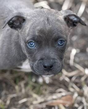 Pit Bull Terrier Dogs Available for Adoption - Luna | PetCurious