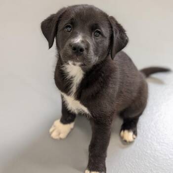 Mixed Breed Dogs Available for Adoption - Atom Eve | PetCurious