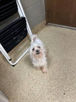 Guppie -  Mixed Breed Dog for Adoption in Munster, Indiana - Guppie | PetCurious