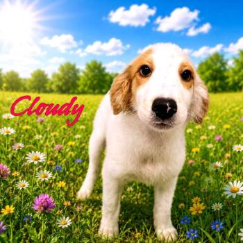 Cloudy -  Mixed Breed Dog for Adoption in Joliet, Illinois - Cloudy | PetCurious