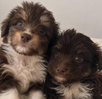 Mabel and Tansey -  Aussiedoodle and Goldendoodle Dog for Adoption in Cerritos, California - Mabel And Tansey | PetCurious