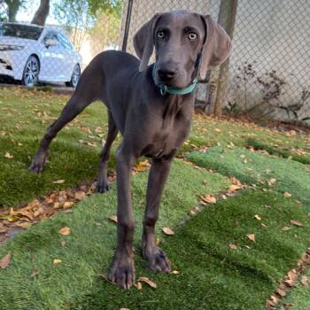 Dustin -  Weimaraner Dog for Adoption in Sunrise, Florida - Dustin | PetCurious