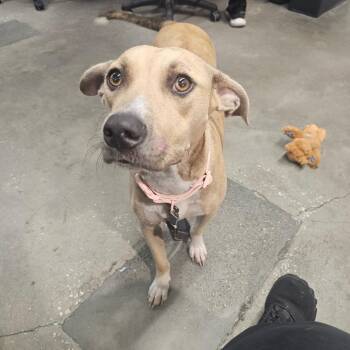 Deana -  Hound and Mixed Breed Dog for Adoption in Tampa, Florida - Deana | PetCurious