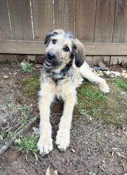 Terrier Dogs Available for Adoption - Wispy Fluff | PetCurious