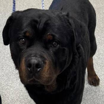 Rottweiler Dogs Available for Adoption in Matteson, Illinois - Oso | PetCurious